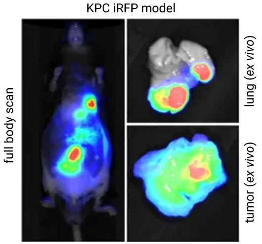 expression of iRFP713 in a GEMM lung