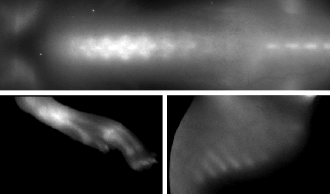 BoneTag in mouse legs and spine