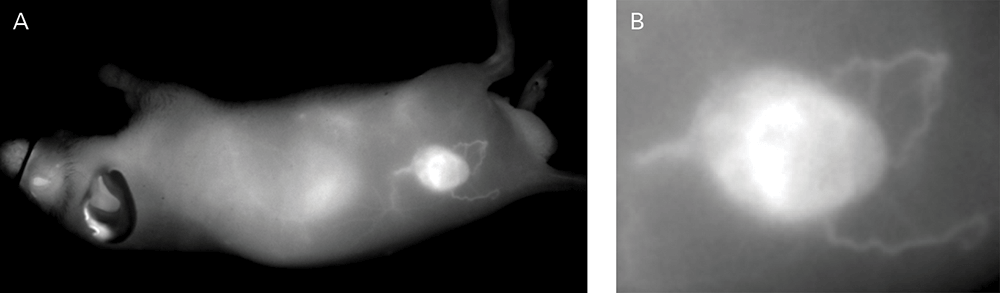 visible blood vessels and tumor in mouse