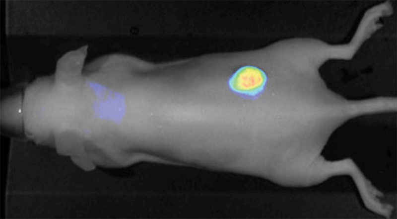 800CW PEG detecting tumor