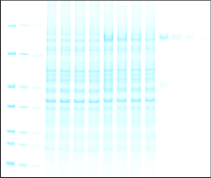 Coomassie Blue image