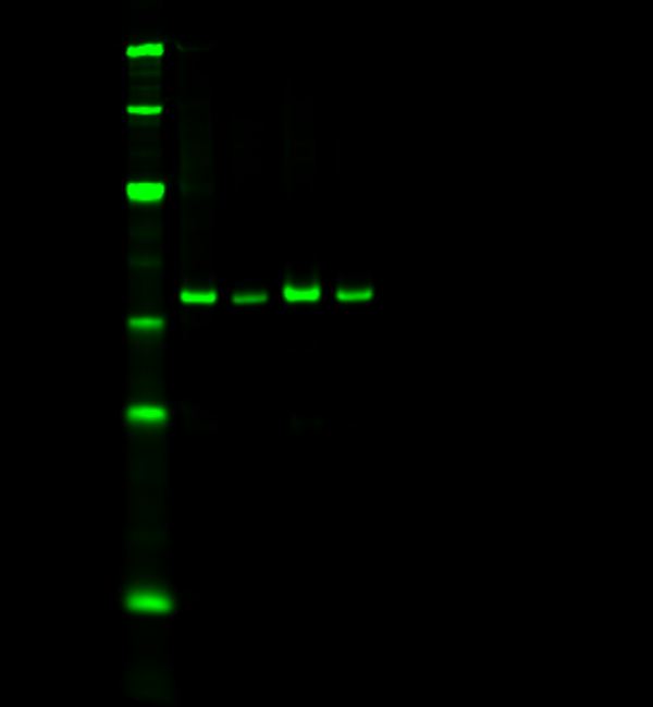 800nm Western Blot