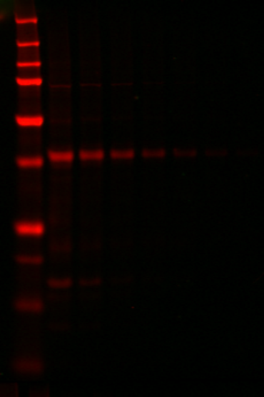 IRDye® 680LT Goat anti-Rebbit IgG Secondary Antibody data