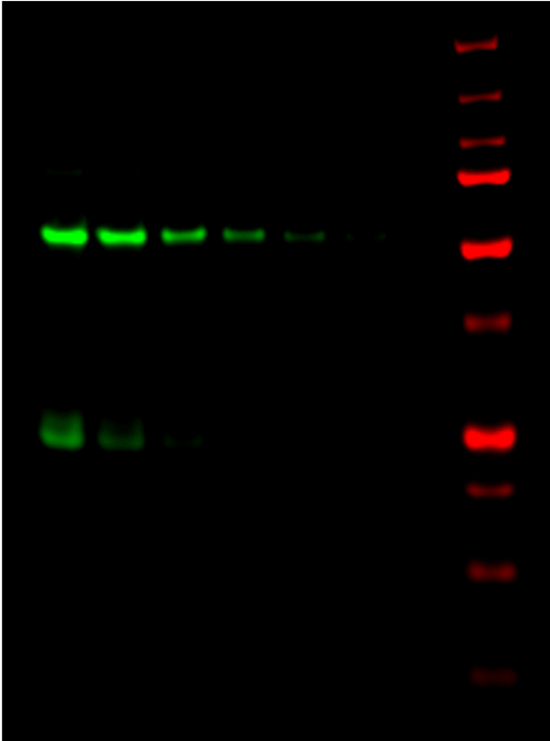 IRDye® 800CW Donkey anti-Guinea Pig IgG Secondary Antibody data