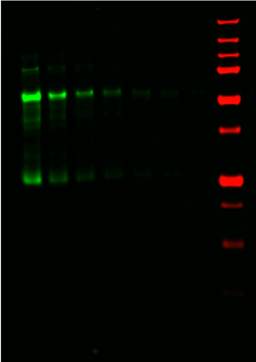 IRDye® 800CW Goat anti-Human IgG Secondary Antibody data