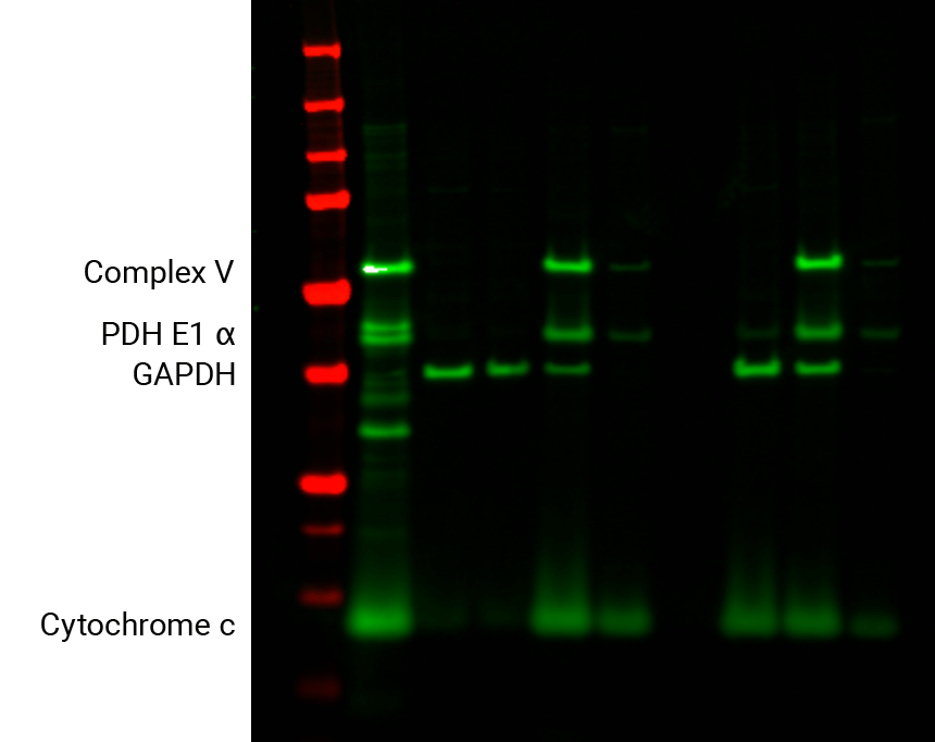 IRDye<sup>®</sup> 800CW Goat anti-Mouse IgG Secondary Antibody data