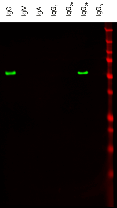 IRDye® 800CW Goat anti-Mouse IgG2b Specific Secondary Antibody data