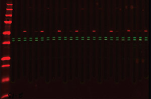 MPX Blotting System example data