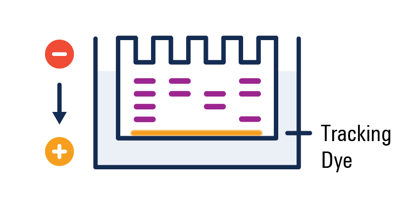 migrating proteins