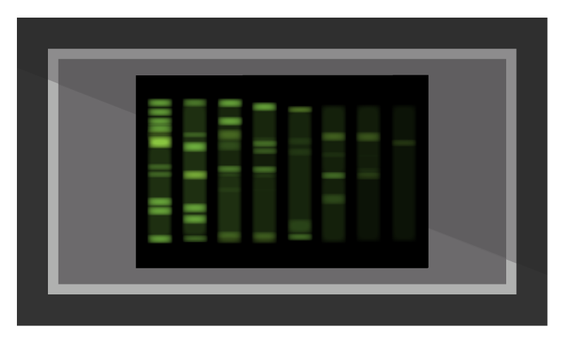 gel viewing illustration